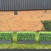 Bespoke hedge building services