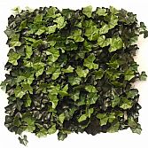IVY DELUXE 50CM X 50CM – ARTIFICIAL HEDGE PANEL