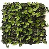 IVY DELUXE 50CM X 50CM â ARTIFICIAL HEDGE PANEL