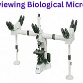 Multi-viewing Biological Microscope 