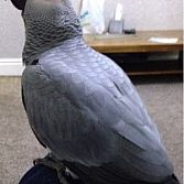 Tame African Grey Parrot In Need Of A Good Home